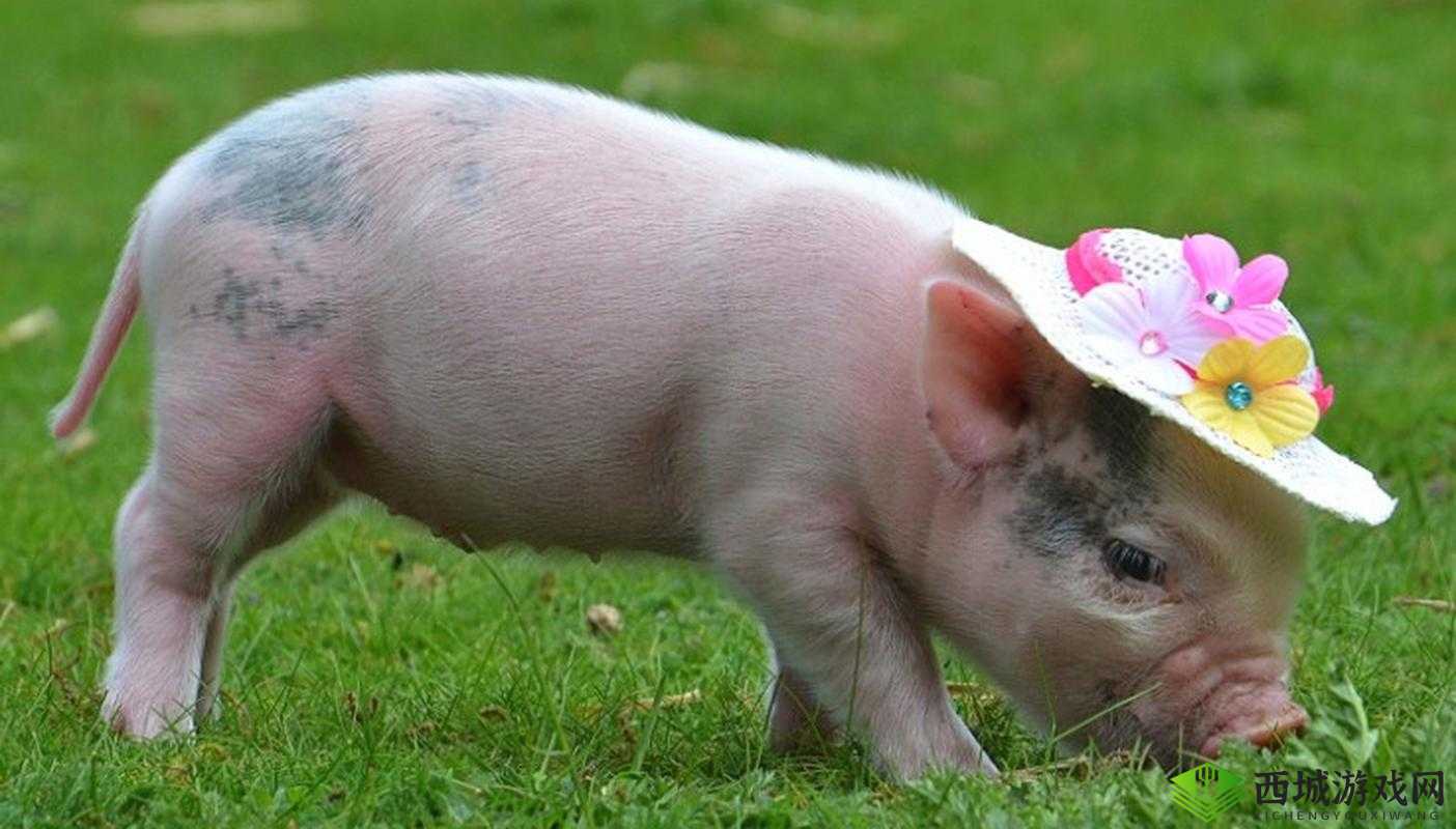 ZOOMKOOL 牧场视频猪:探秘可爱小猪的奇妙生活