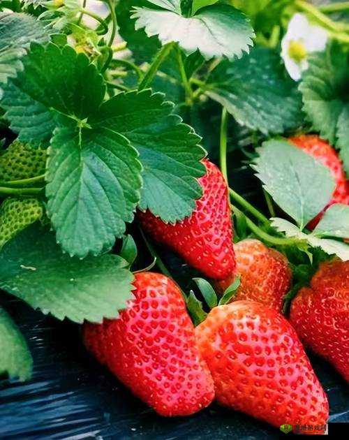 草莓密免费一区二区三区:一场甜蜜的冒险之旅