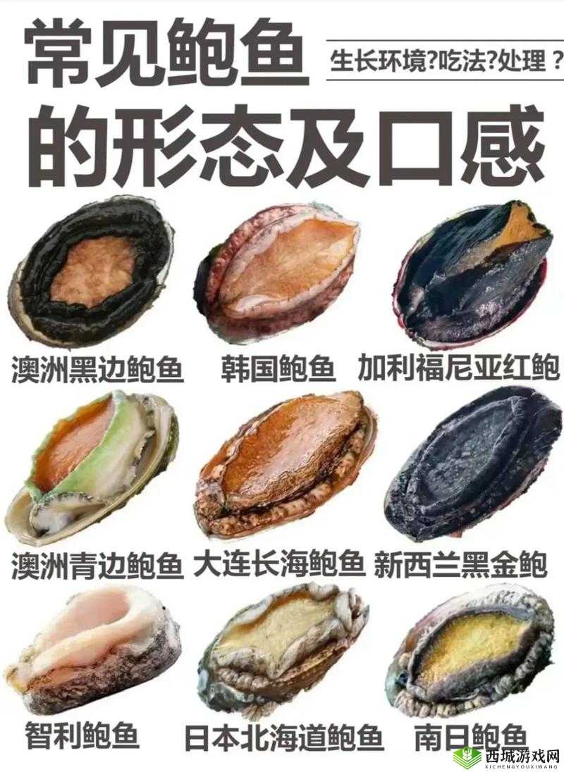 阿娇鲍鱼:美味海鲜的独特魅力与丰富营养价值介绍