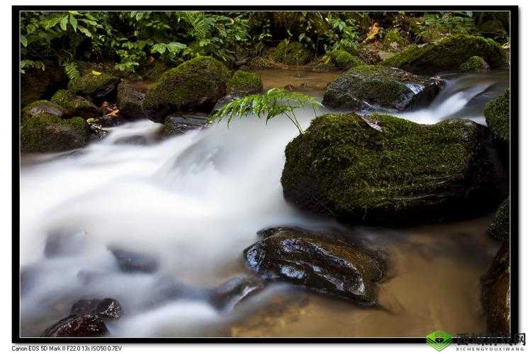 森林,自然之韵与生存挑战的双重奏