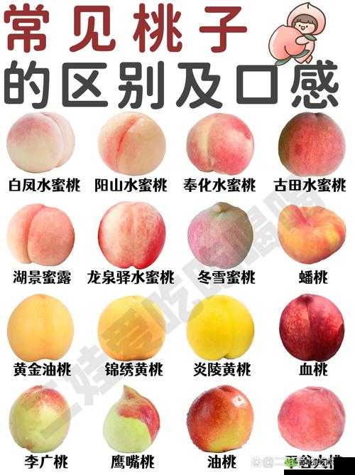 AJ38 水蜜桃:甜蜜多汁口感佳令人陶醉的水果