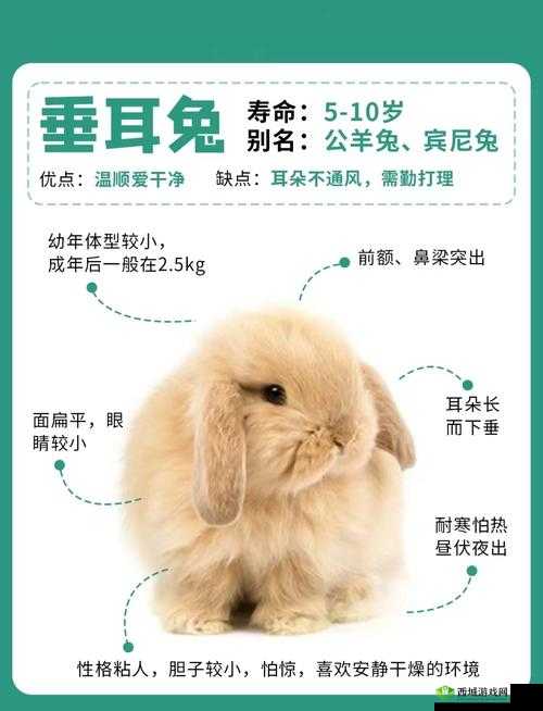 咬小兔兔视频教程：可爱小兔子的正确打开方式