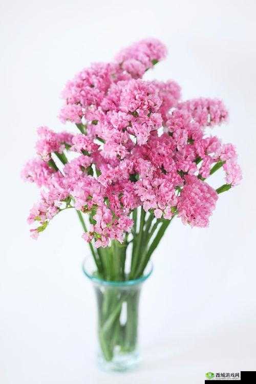 俄罗斯满天星在线看:一场视觉与情感的震撼之旅