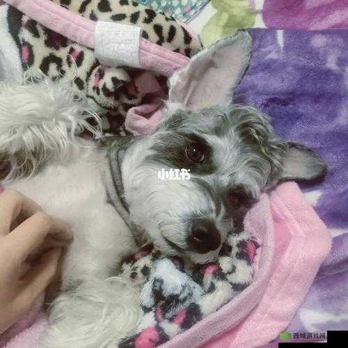 天天谢了天天擦了天天拍了,看腻了吗?