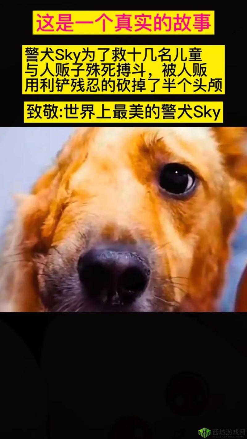 张警犬 9 分 10 秒头撞玻璃在线观看：引人深思的事件背后