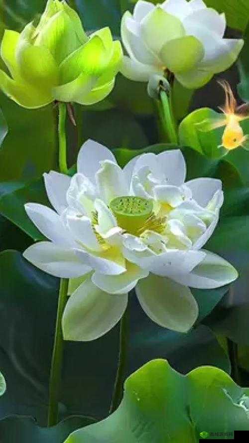 女性半夜莲花开放与健康新视角：其自愈可能性探讨