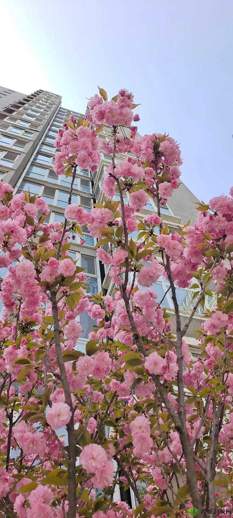 粉色水蜜桃和日本樱花区别-外观形态及文化象征探究