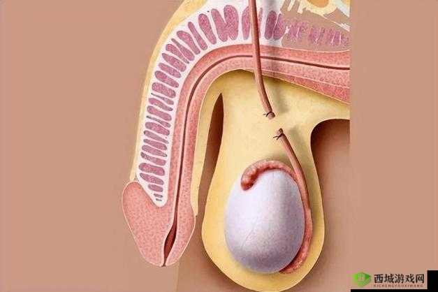 男性勃起全过程:探索性的视觉之旅