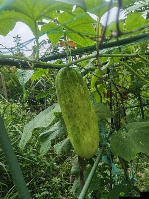 超级黄瓜的奇妙之旅