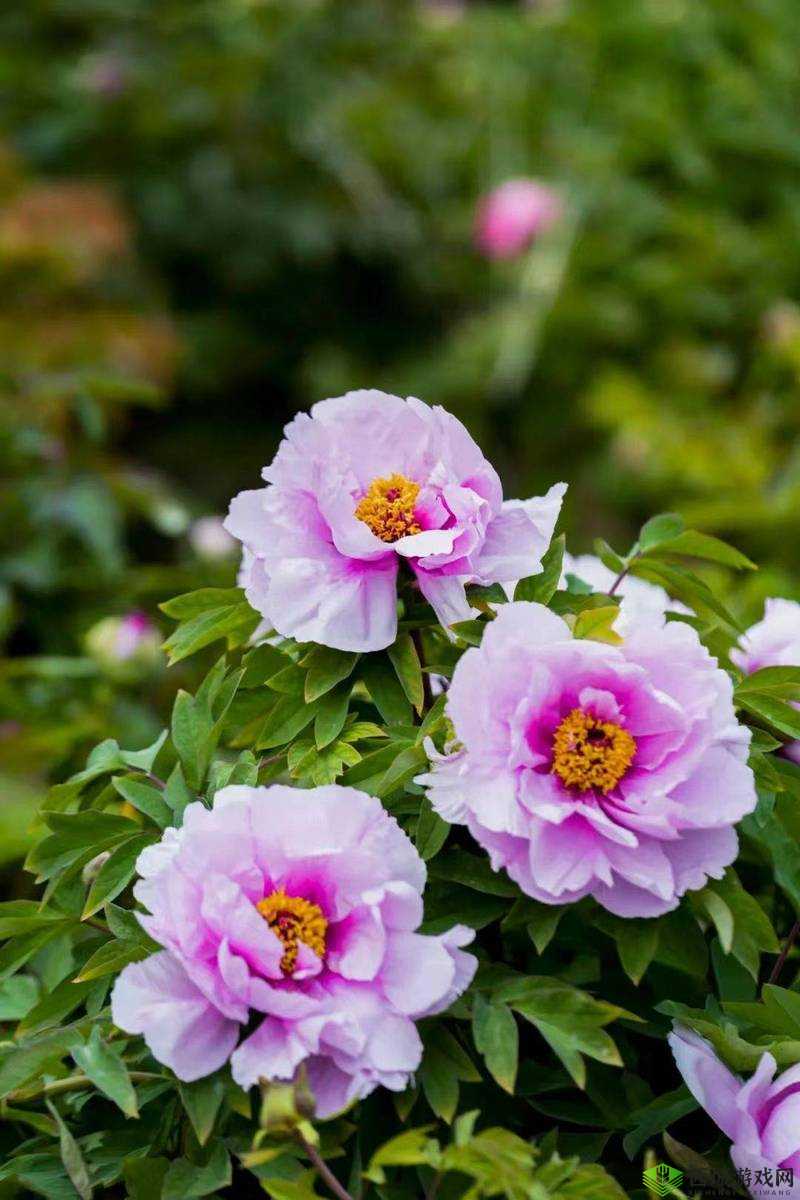 日本一卡 2 卡 3 卡 4 卡国色天香:展现日本传统文化之美