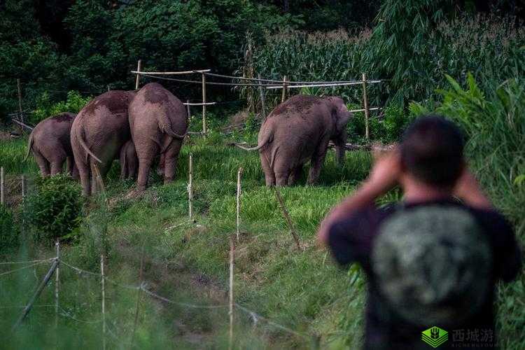120 秒免费体检大象:为大象健康保驾护航的特别行动