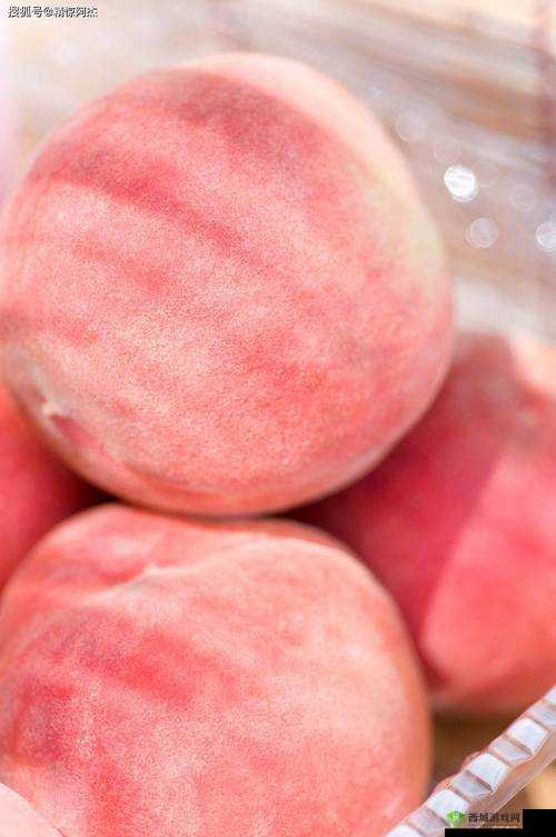 SN3858 粉色水蜜桃资源尚未更新:相关情况暂不明朗