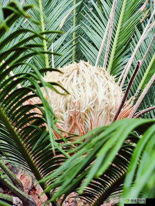 妄想山海铁树茎获得方法介绍