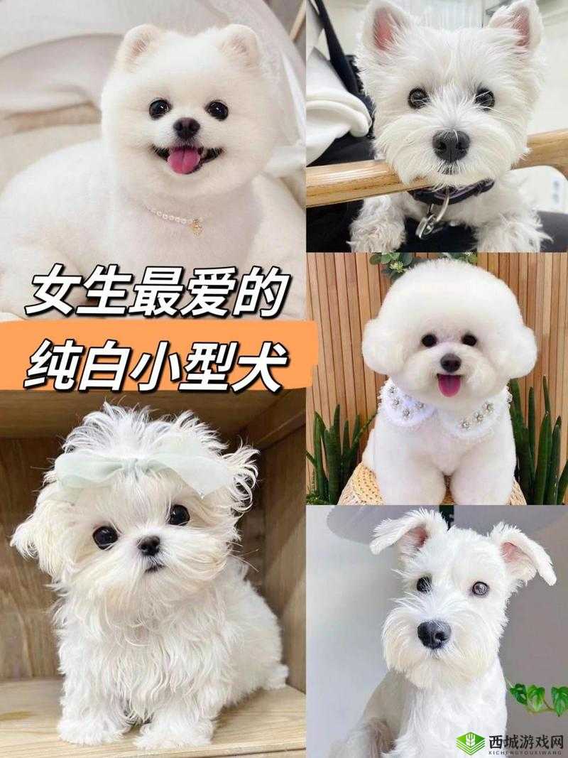 哪种狗最适合女人自己用:聪明、忠诚、小巧玲珑的犬种推荐
