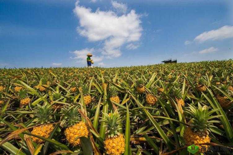 菠萝视频免费观看高清完整版:带你领略精彩视界