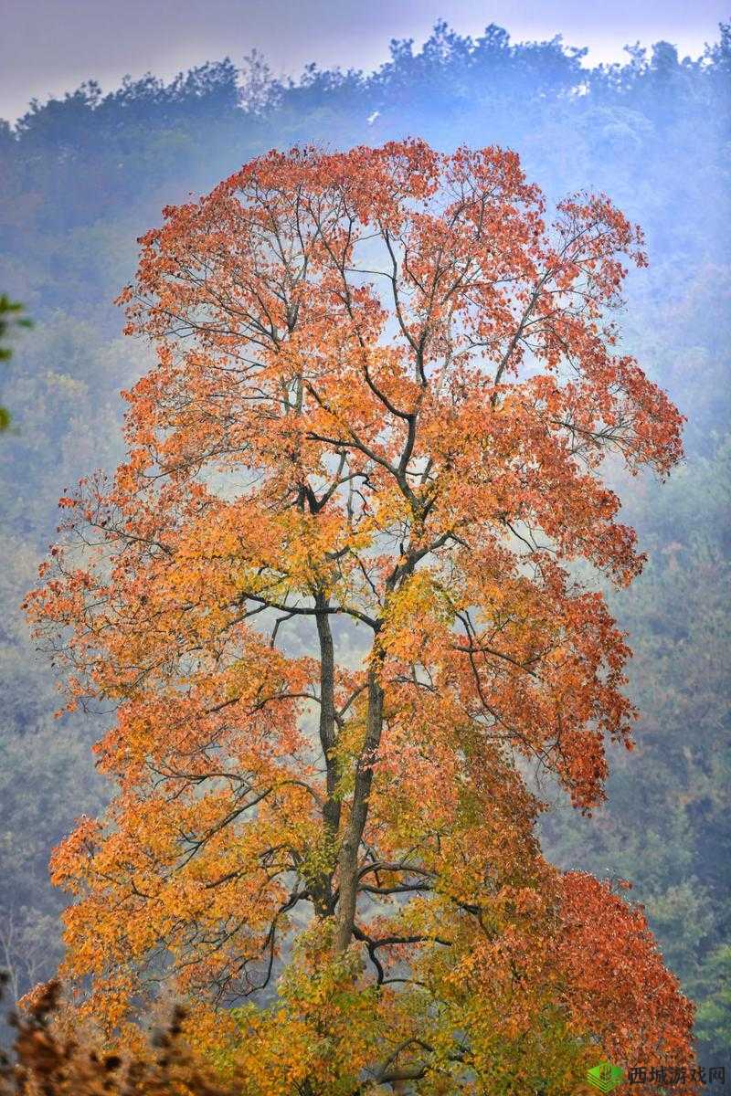 红叶树枝的多重魅力与妄想山海中的获取之道