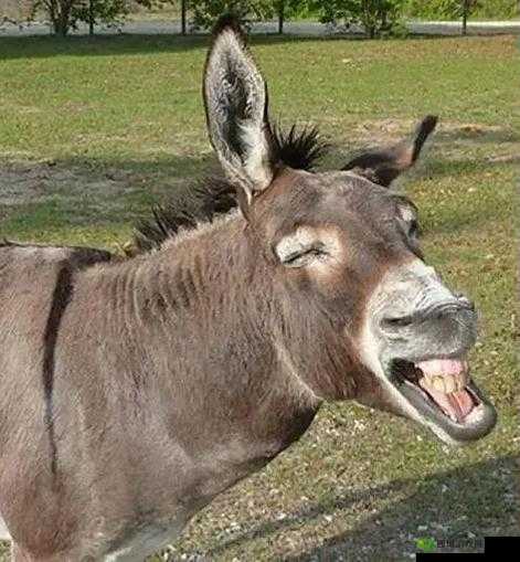 傻大壮长的驴一样的东西:令人惊奇的奇特存在