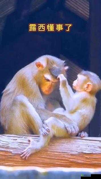 二人生猴子全程不盖被子:探索私密关系的边界