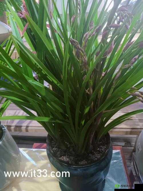 差差差很疼 30 分钟游戏:极致刺激与痛苦的挑战