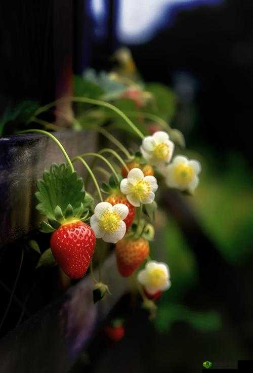 国产情侣草莓视频在线:甜蜜爱情的真实记录