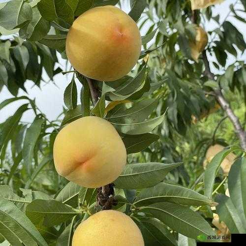 9612黄桃亚洲品质在线观看:带你领略独特品质魅力