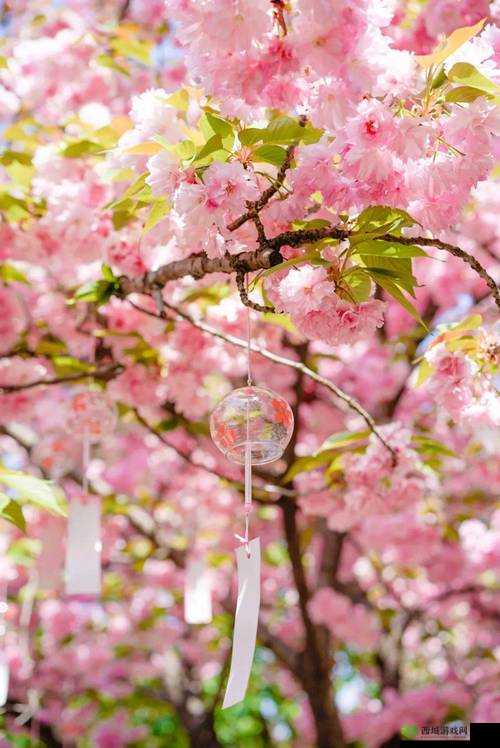 晚樱之韵，上海春日里的粉色浪漫