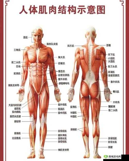 肌肉酸痛，锻炼效果的隐形徽章，你真的懂吗？