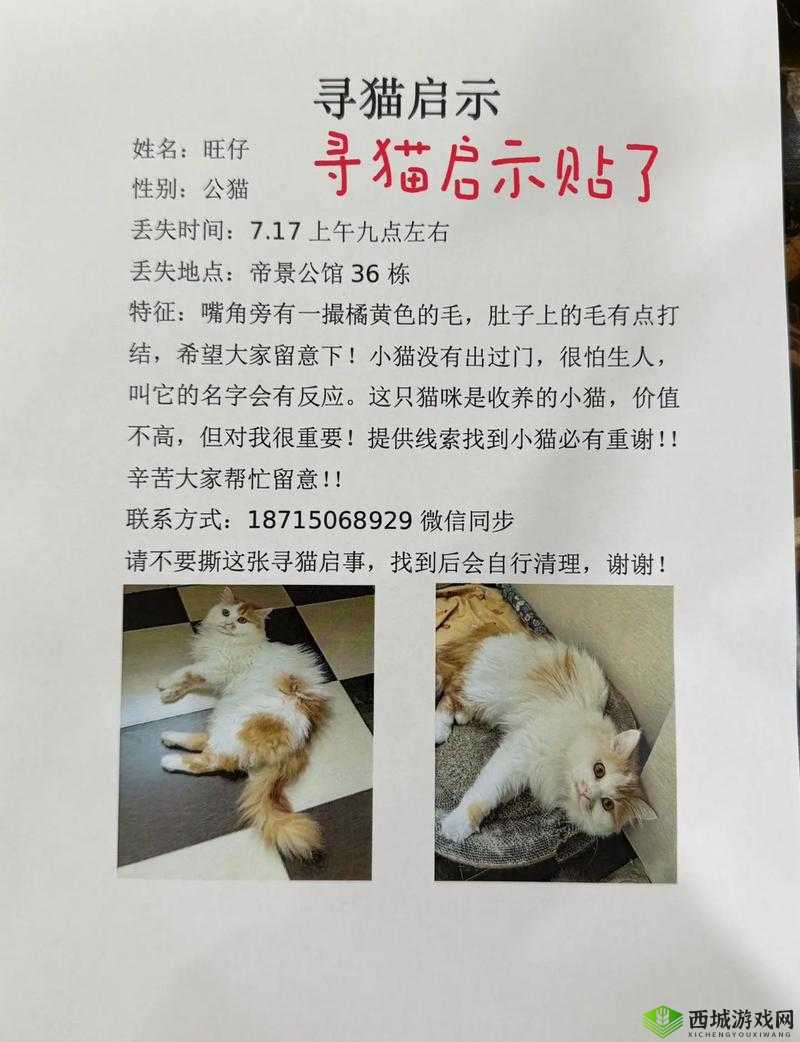 猫咪找不到了怎么办:主人焦急万分四处寻找