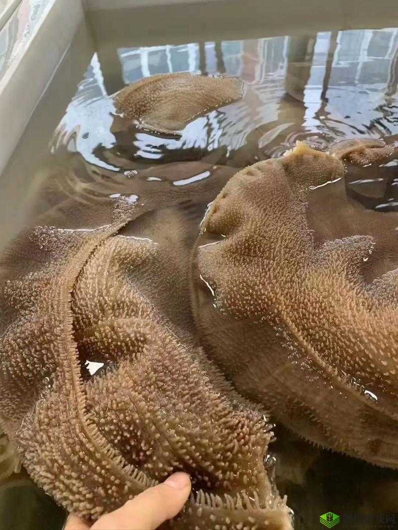 牛百叶是牛的哪个部位?你可能一直都不知道