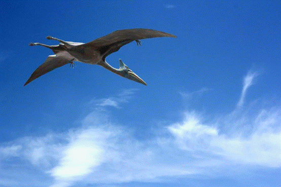 蓝鳍飞蜥,探险与梦想的交织