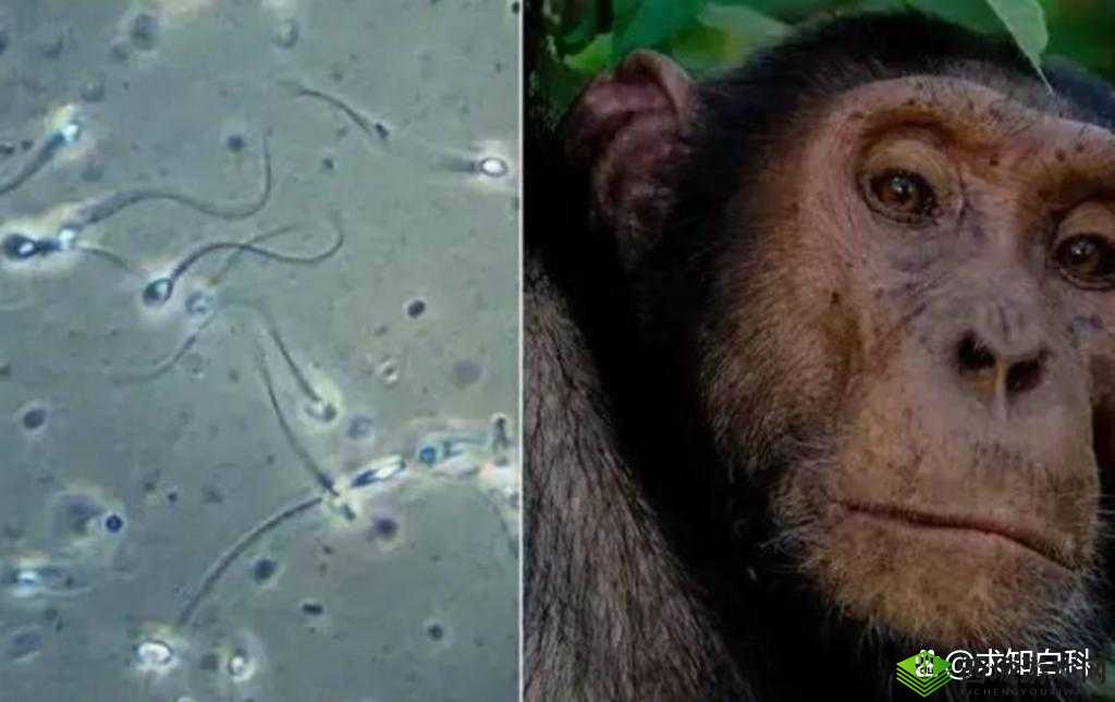 震惊竟然有人将欧美人禽 Zozo 动物杂交,真是丧心病狂