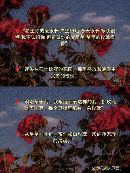 无人区玫瑰:一场关于孤独与爱的绝美探寻