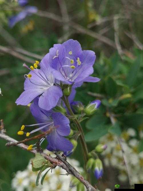 野花日本大全免费观看中文版:探索自然之美,领略异国风情