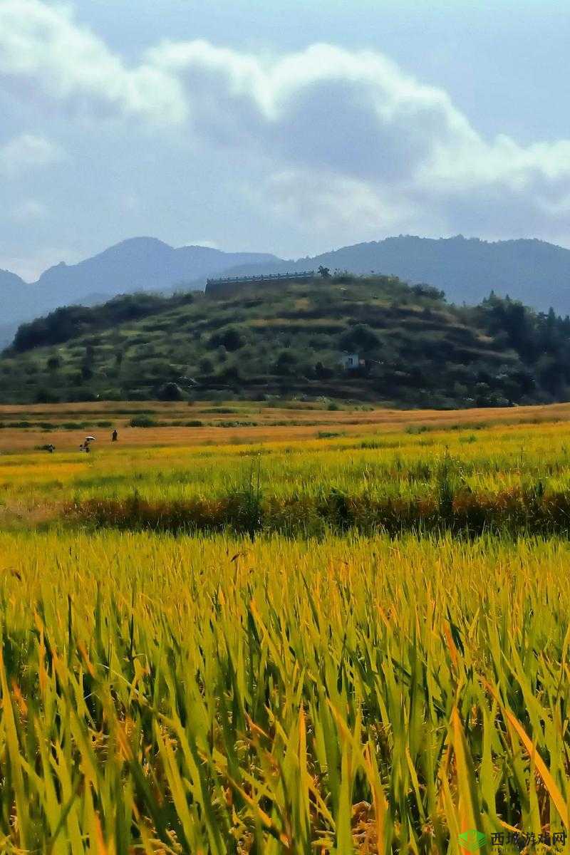 田间欢:那片充满欢乐与生机的田野之景