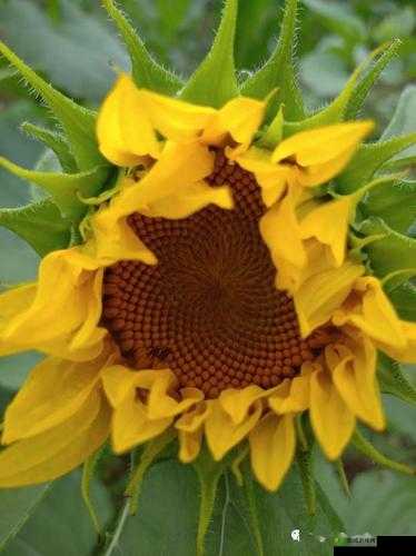 秋葵视频草莓视频向日葵视频丝瓜视频之精彩内容大集合