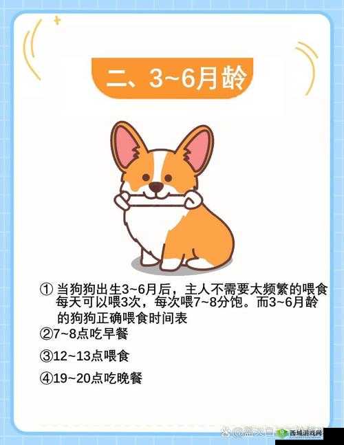 狗狗断奶小知识,科学管理、资源优化与健康成长