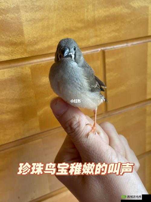 幼童雏鸟短现在入口：探究其背后的深层意义与影响