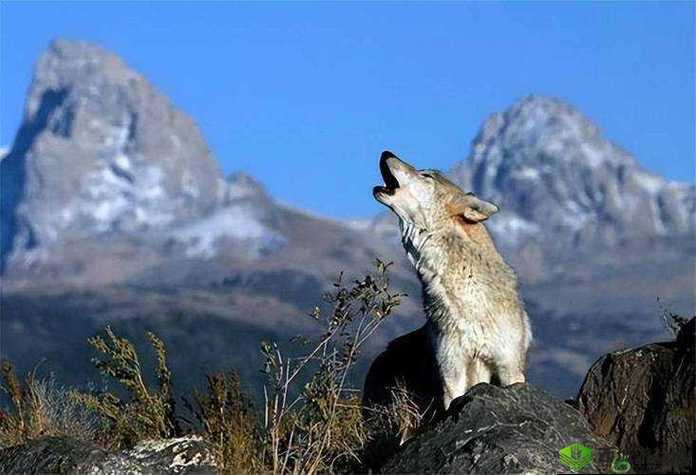 老狼在无人区的表现如何:对其生存能力和适应能力的全面剖析