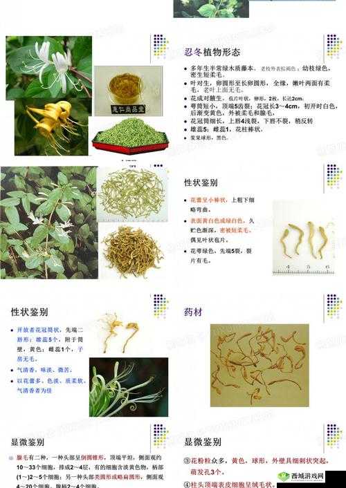 银色器物TXL 金银花的材质有何特点:深度解析其独特属性