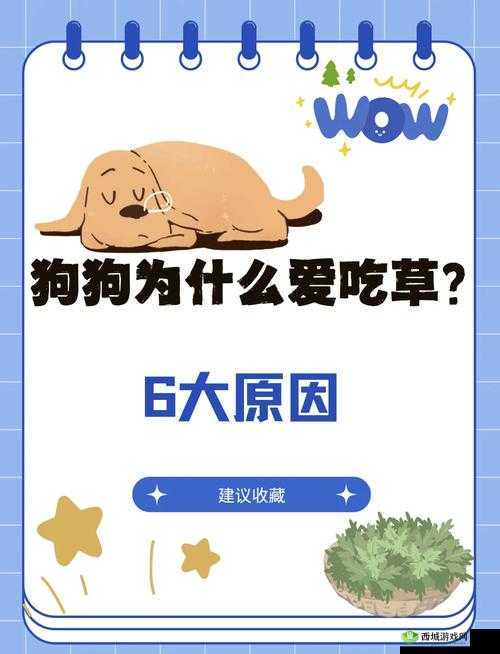 老公不在家狗狗的东西能要吗:探究其中的奥秘与困惑