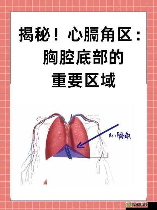 女生胸前的两个大包包有什么用:它们对于身体的重要意义及其他相关探讨