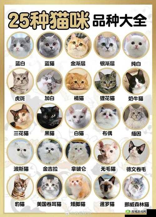 品种猫介绍大全,资源管理的艺术与策略