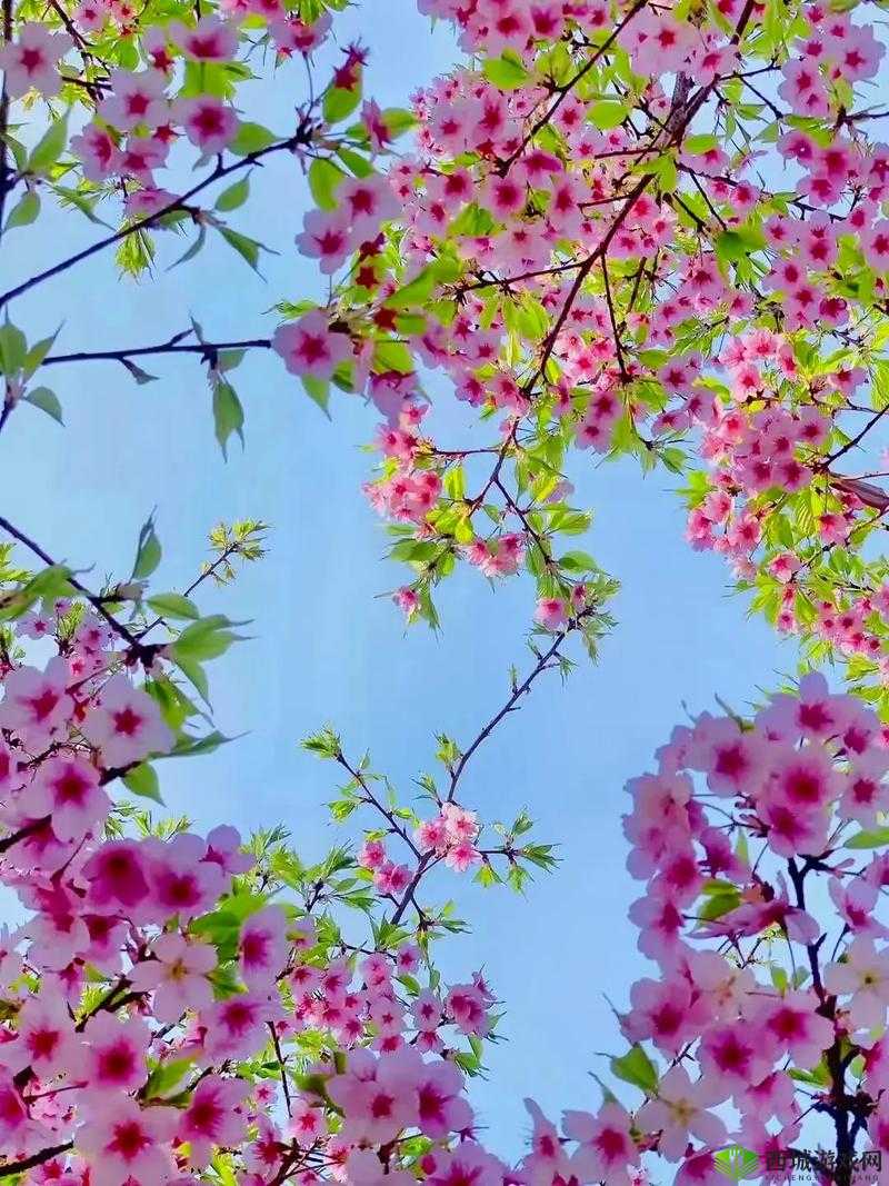 樱花专注的门户网站专注的门户:探寻樱花之美