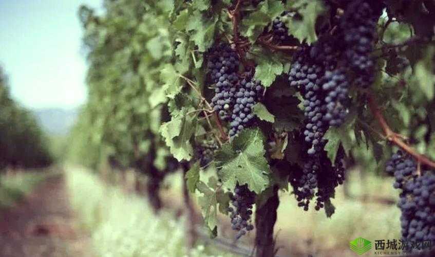 亚欧精品产区:探索多元风情与优质产品的汇聚之地