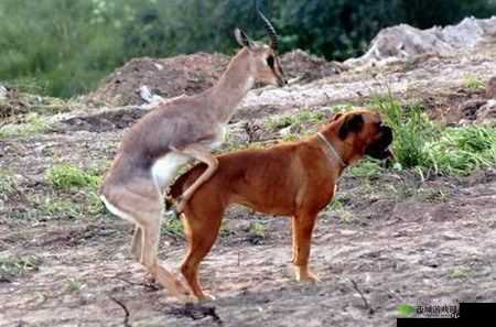 他妈的兽交高潮:揭秘动物世界的性奥秘