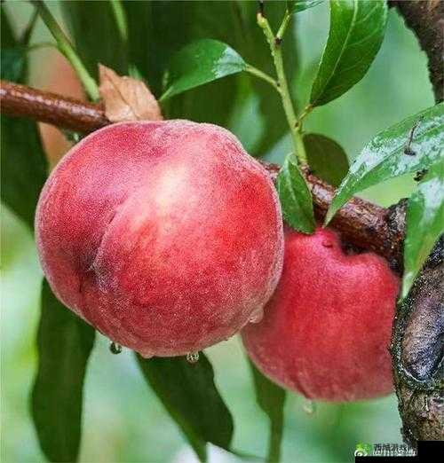 幸福的收获 sn3858 粉色水蜜桃:带来甜蜜与满足的美味水果