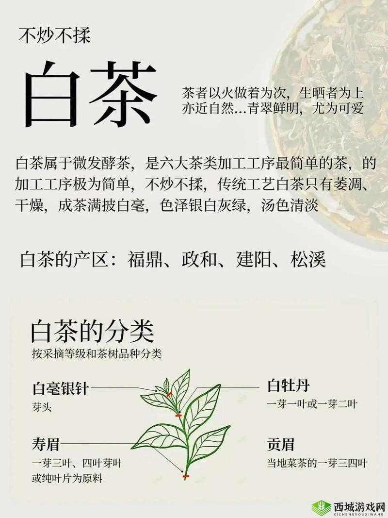 白茶,自然之馈,万病之药的奥秘