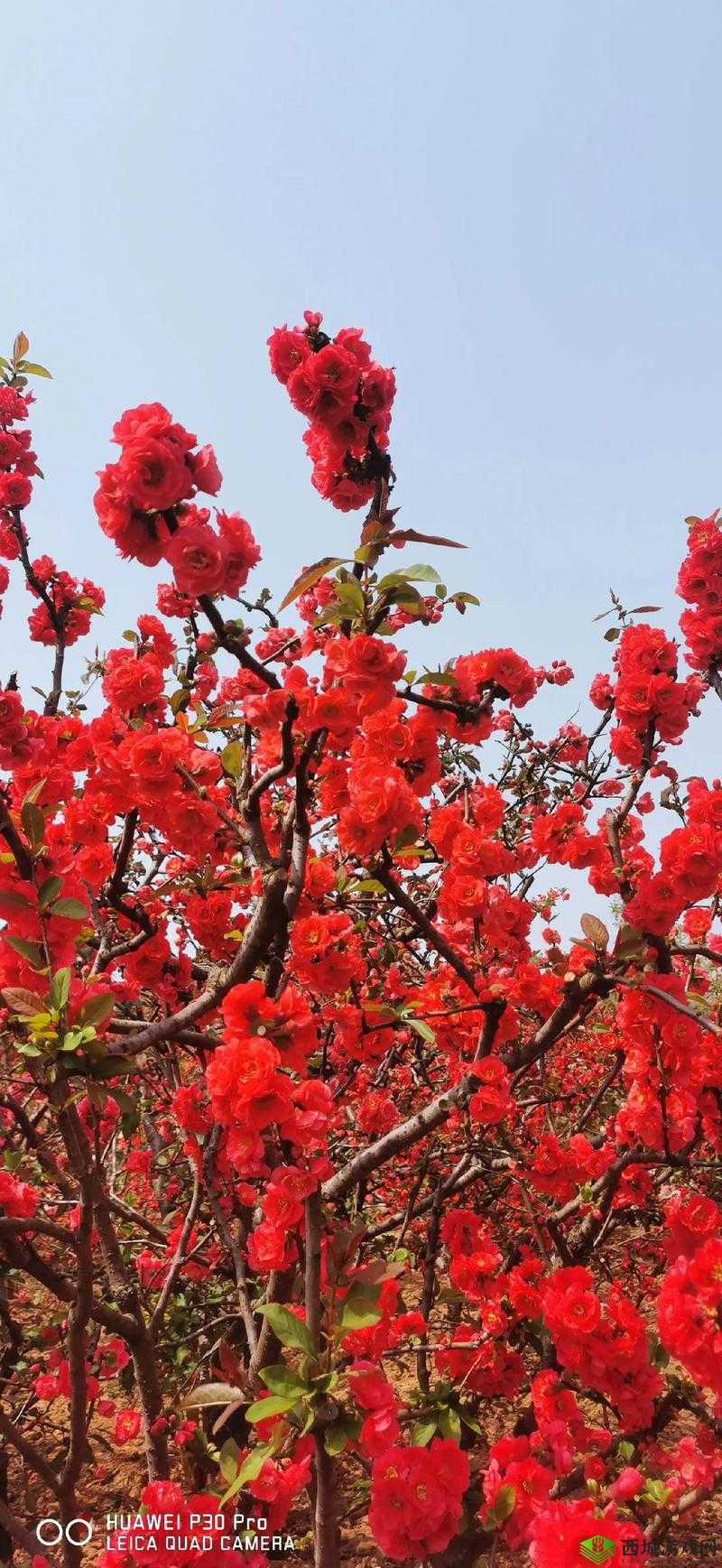 春潮烂漫海棠红:那一抹绚丽的春日色彩画卷