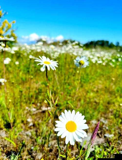 MARJACBS 小雏菊:青春与活力的象征