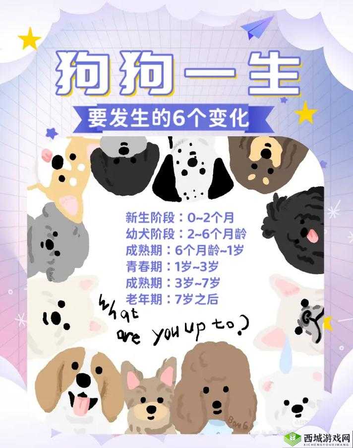 狗儿长大了 1 至 40:见证它的成长历程